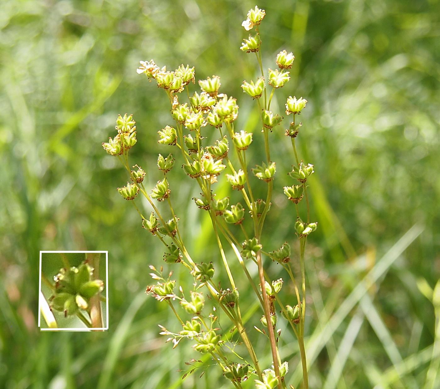 Dropwort fruit